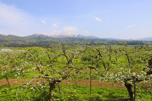 太陽と風と果実の恵み ― 高橋農園