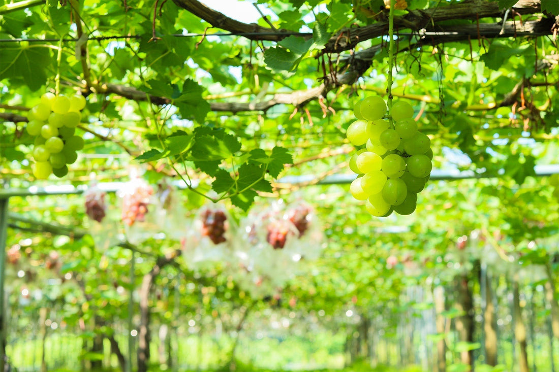 果物の個性を引き出す、高橋農園のこだわり