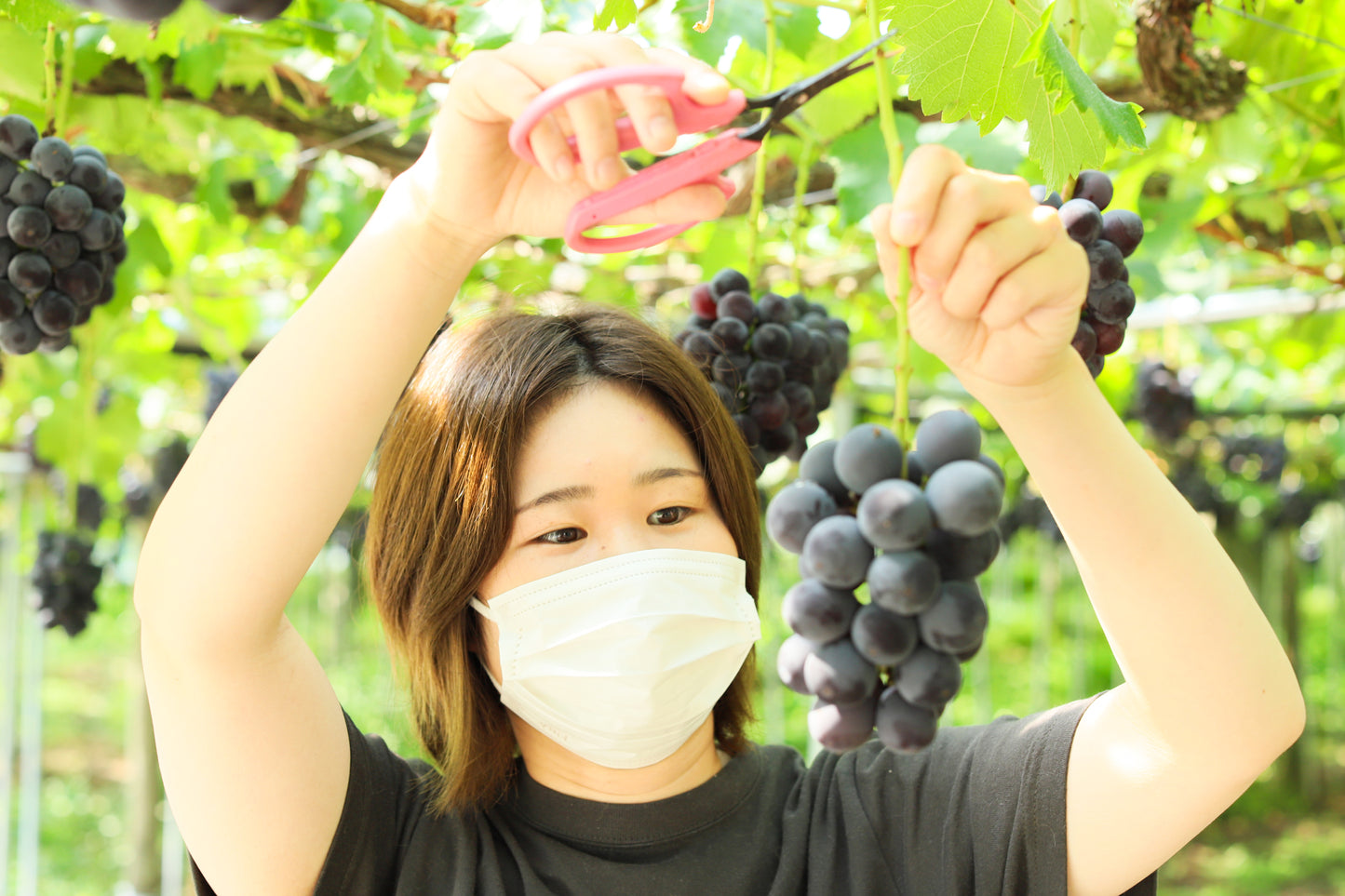 夏の果実だより 桃とぶどうの旬彩セット