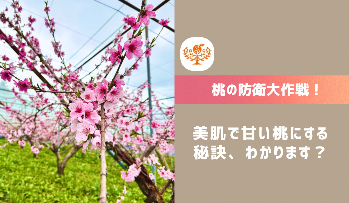 動画を読み込む: 桃の大敵、風除けのネットを張って、甘みの強い、元気な桃を育てる工夫しています