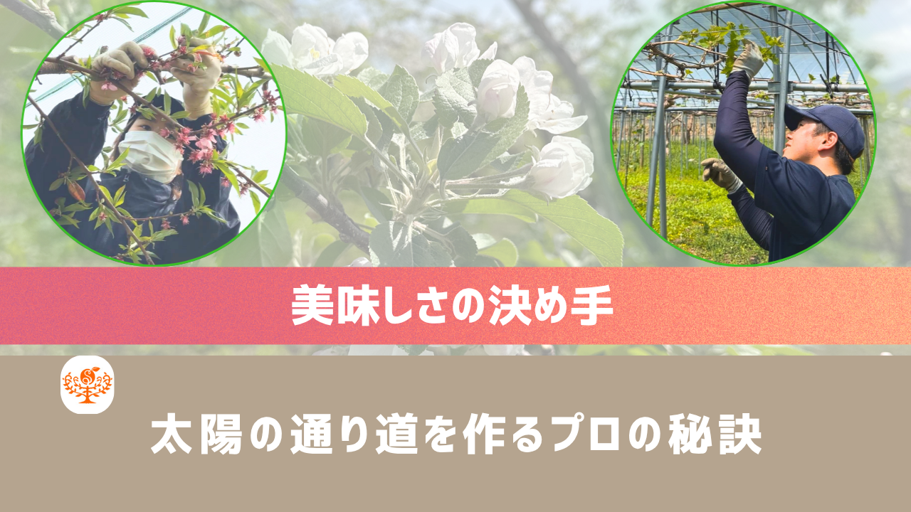 動画を読み込む: 秋に「最高に美味しい果物」をお届けするための、プロのこだわりとして桃の「摘花（てきか）」と「お部屋作り」のお話です
