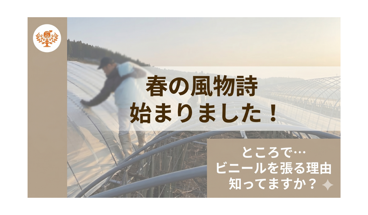 動画を読み込む: ぶどうを元気に育てるためのビニール張り作業をお伝えします
