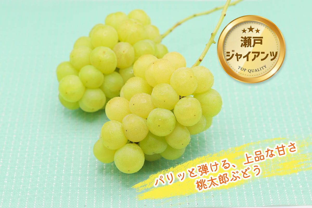 季節のぶどうセット（シャイン入り）8月下旬～(送料込・一部地域除く)