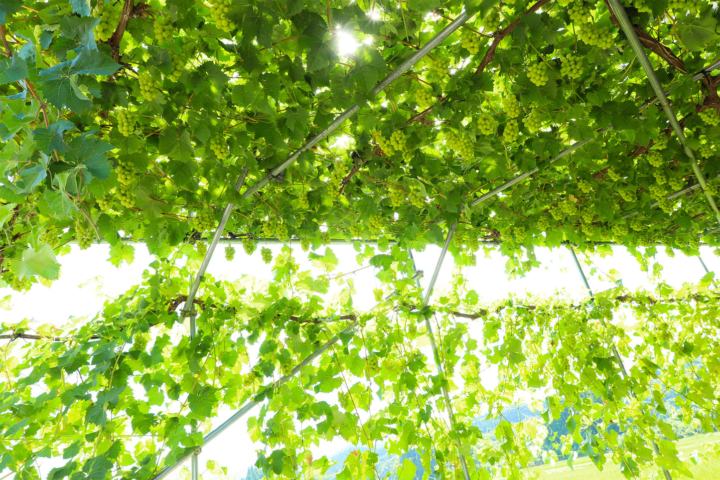 シャインマスカットセット