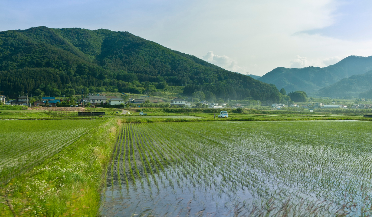 新発田産コシヒカリ(令和7年産)　精米5kg