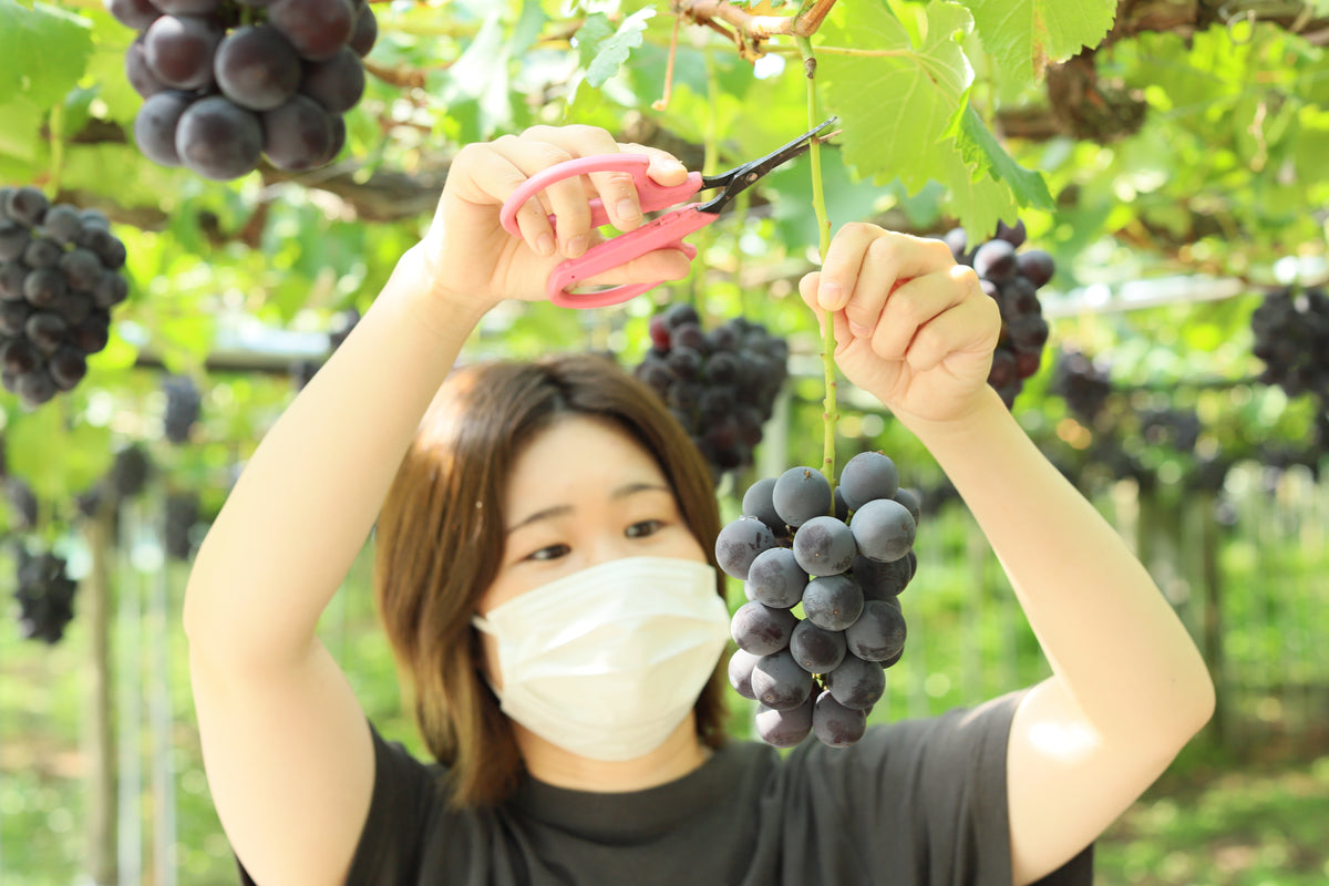 季節のぶどうセット（シャイン入り）8月下旬～(送料込・一部地域除く)