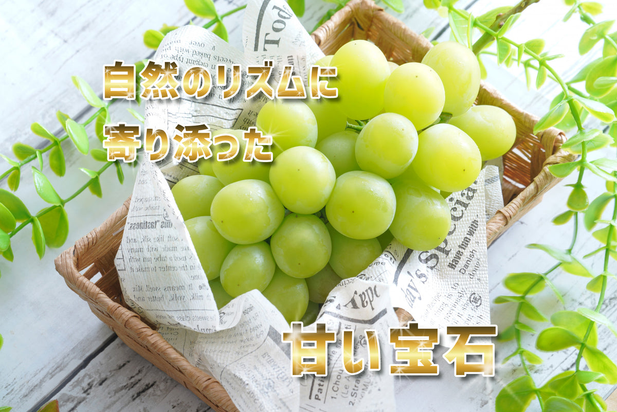 旬をひと房、農園から。シャインマスカット 600g以上【送料込(一部地域除く)】